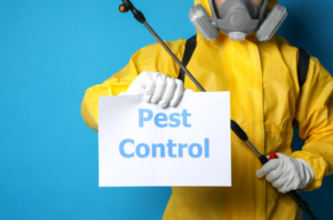 Local Pest Control Near Me