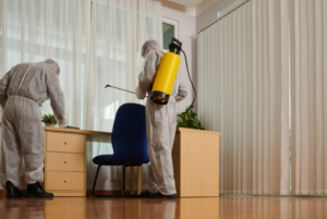 Effective Pest Control Near Me for Homes and Businesses